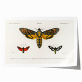 Romanticism Art: Moth Collection by D’Orbigny - Entomology Canvas Print