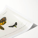 Romanticism Art: Moth Collection by D’Orbigny - Entomology Canvas Print