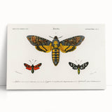 Romanticism Art: Moth Collection by D’Orbigny - Entomology Canvas Print