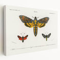 Romanticism Art: Moth Collection by D’Orbigny - Entomology Canvas Print