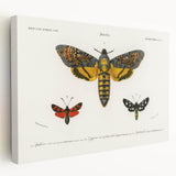 Romanticism Art: Moth Collection by D’Orbigny - Entomology Canvas Print