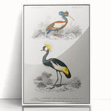 Romanticism Art: Ornithological Birds by D’Orbigny - Wildlife Canvas Print
