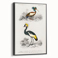Romanticism Art: Ornithological Birds by D’Orbigny - Wildlife Canvas Print