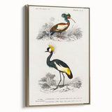Romanticism Art: Ornithological Birds by D’Orbigny - Wildlife Canvas Print