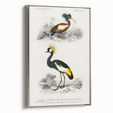 Romanticism Art: Ornithological Birds by D’Orbigny - Wildlife Canvas Print