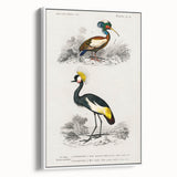 Romanticism Art: Ornithological Birds by D’Orbigny - Wildlife Canvas Print