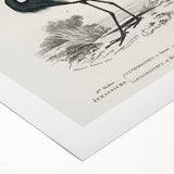 Romanticism Art: Ornithological Birds by D’Orbigny - Wildlife Canvas Print