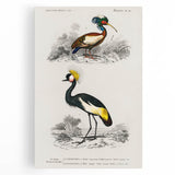 Romanticism Art: Ornithological Birds by D’Orbigny - Wildlife Canvas Print