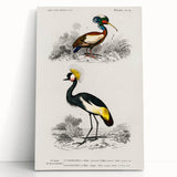 Romanticism Art: Ornithological Birds by D’Orbigny - Wildlife Canvas Print