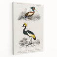 Romanticism Art: Ornithological Birds by D’Orbigny - Wildlife Canvas Print