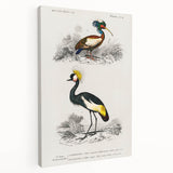 Romanticism Art: Ornithological Birds by D’Orbigny - Wildlife Canvas Print