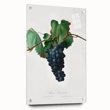 Romanticism Art: Grape Vine by Gallesio - Botanical Canvas Print
