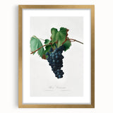 Romanticism Art: Grape Vine by Gallesio - Botanical Canvas Print