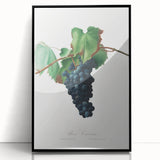 Romanticism Art: Grape Vine by Gallesio - Botanical Canvas Print