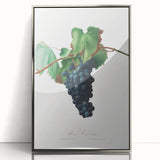Romanticism Art: Grape Vine by Gallesio - Botanical Canvas Print