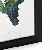 Romanticism Art: Grape Vine by Gallesio - Botanical Canvas Print