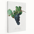 Romanticism Art: Grape Vine by Gallesio - Botanical Canvas Print