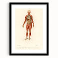 Romanticism Art: Human Anatomy by D’Orbigny - Scientific Canvas Print