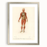 Romanticism Art: Human Anatomy by D’Orbigny - Scientific Canvas Print