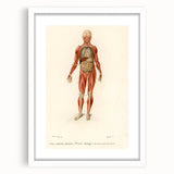 Romanticism Art: Human Anatomy by D’Orbigny - Scientific Canvas Print