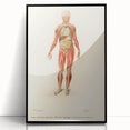 Romanticism Art: Human Anatomy by D’Orbigny - Scientific Canvas Print
