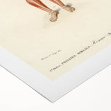 Romanticism Art: Human Anatomy by D’Orbigny - Scientific Canvas Print