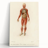 Romanticism Art: Human Anatomy by D’Orbigny - Scientific Canvas Print