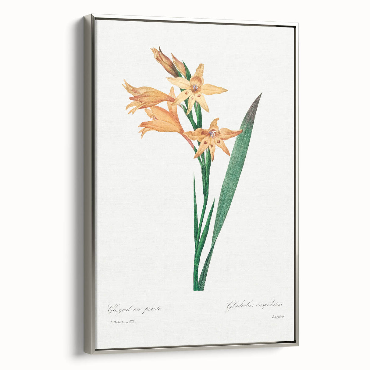 Neoclassical Art Print of Gladiolus by Redouté - Classical Style Decor