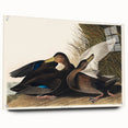 Romanticism Art: Dusky Duck by Audubon - Wildlife Canvas Print