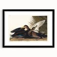 Romanticism Art: Dusky Duck by Audubon - Wildlife Canvas Print