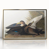 Romanticism Art: Dusky Duck by Audubon - Wildlife Canvas Print