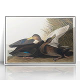 Romanticism Art: Dusky Duck by Audubon - Wildlife Canvas Print