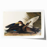 Romanticism Art: Dusky Duck by Audubon - Wildlife Canvas Print