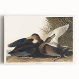 Romanticism Art: Dusky Duck by Audubon - Wildlife Canvas Print
