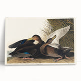 Romanticism Art: Dusky Duck by Audubon - Wildlife Canvas Print