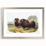 Romanticism Art: Classic Musk Ox Illustration on Historical Canvas