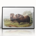 Romanticism Art: Classic Musk Ox Illustration on Historical Canvas