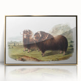 Romanticism Art: Classic Musk Ox Illustration on Historical Canvas