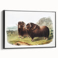 Romanticism Art: Classic Musk Ox Illustration on Historical Canvas