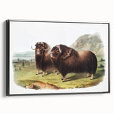 Romanticism Art: Classic Musk Ox Illustration on Historical Canvas