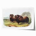Romanticism Art: Classic Musk Ox Illustration on Historical Canvas
