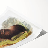 Romanticism Art: Classic Musk Ox Illustration on Historical Canvas