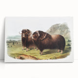 Romanticism Art: Classic Musk Ox Illustration on Historical Canvas