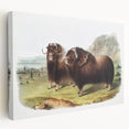 Romanticism Art: Classic Musk Ox Illustration on Historical Canvas