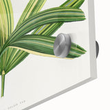 Romantic Art Prints: Broadleaf Lady Palm Botanical Illustration