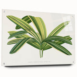 Romantic Art Prints: Broadleaf Lady Palm Botanical Illustration
