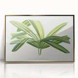 Romantic Art Prints: Broadleaf Lady Palm Botanical Illustration