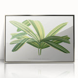 Romantic Art Prints: Broadleaf Lady Palm Botanical Illustration