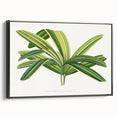 Romantic Art Prints: Broadleaf Lady Palm Botanical Illustration