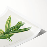 Romantic Art Prints: Broadleaf Lady Palm Botanical Illustration